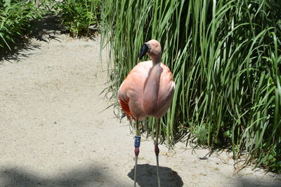 View of a bird in water