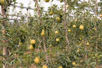 Low angle view of fruits on tree