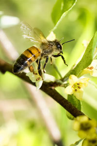 Close-up of bee on flower