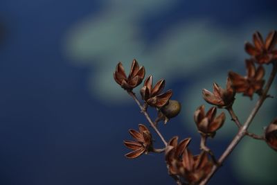 Close-up of red flowering plant against sky