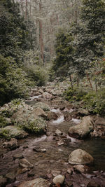 Stream flowing through rocks in forest