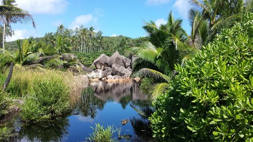 Panoramic view of palm trees by lake against sky