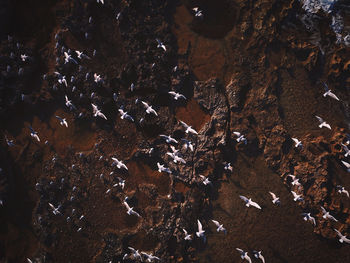 Aerial view of a flock of seagulls flying