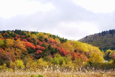 Scenic view of autumn trees against sky