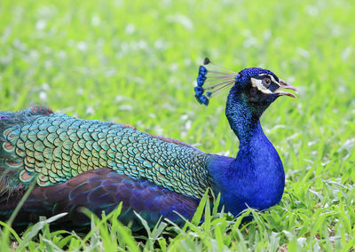 Close-up of a peacock