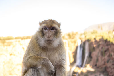 Macaca sylvanus or magot monkey in ouzoud