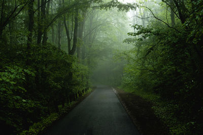 Road amidst trees in forest