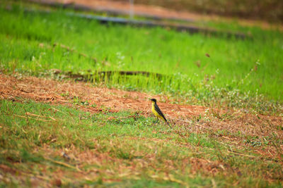 Bird on field