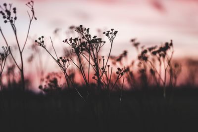 Close-up of grass against sky during sunset