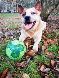 Portrait of dog with ball on field