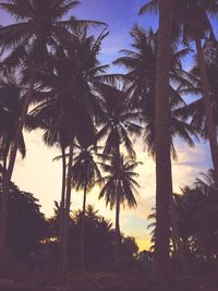 Low angle view of palm trees against sky