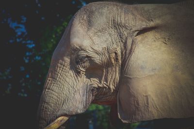 Close-up of elephant