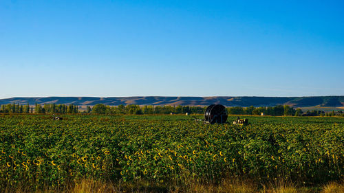 Scenic view of agricultural field against clear blue sky