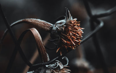 Close-up of dried plant