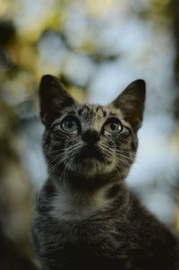 Close-up portrait of black cat outdoors