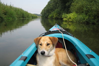 View of a dog in water