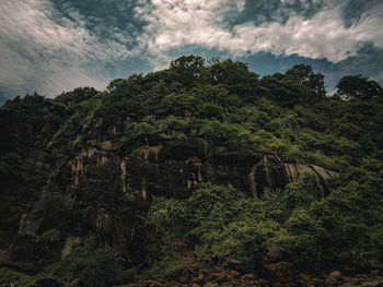 Plants and trees against sky