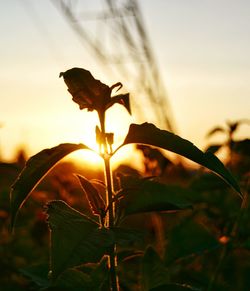 Close-up of flower against sky during sunset