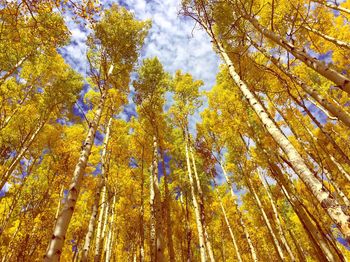 Low angle view of trees in forest