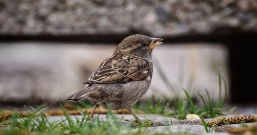 Close-up of bird perching outdoors