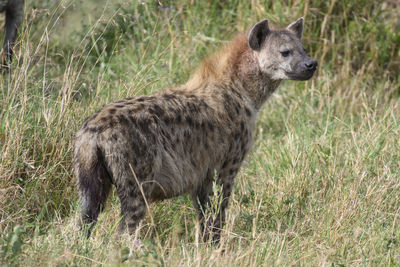 Side view of an animal