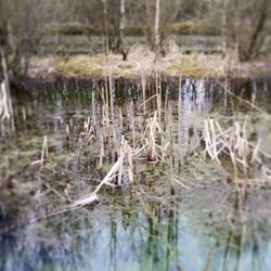 Reflection of trees in water