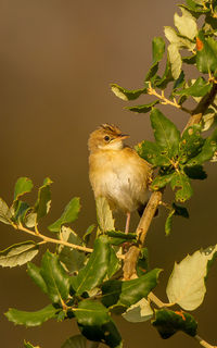 Close-up of bird perching on a plant