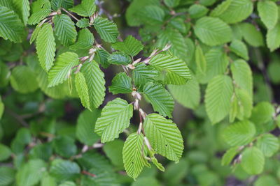 Close-up of green leaves on tree