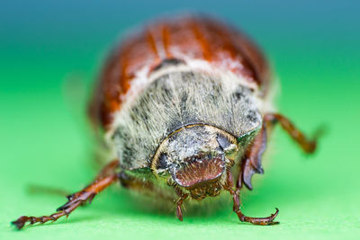 Close-up of insect