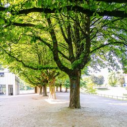 Trees by road in park