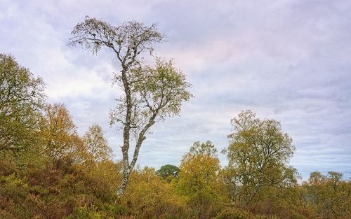 Low angle view of trees against sky