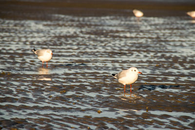 View of seagulls on sea shore