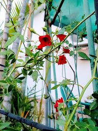 Close-up of red poppy flowers blooming outdoors