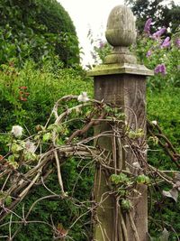 Close-up of statue against trees