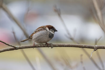 Close up of a house sparrow perched on a branch. the picture is taken in sweden during winter