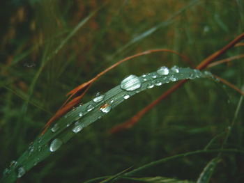 Close-up of water drops on spider web