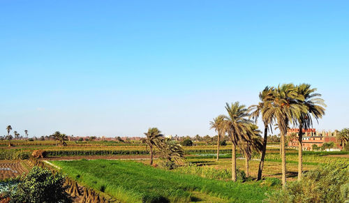 Scenic view of agricultural field against clear sky