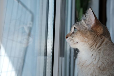 Cat looking through window