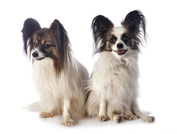 Portrait of dog sitting against white background