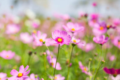 Close-up of pink cosmos flowers on field