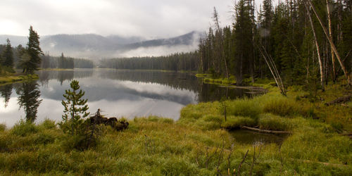 Scenic view of lake with trees in background