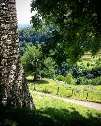 Trees on landscape against mountain