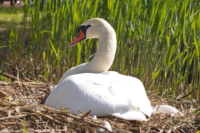 White swan in a field