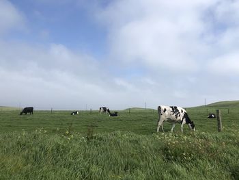 Cows grazing in a field