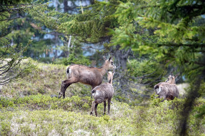 Deer standing in a forest