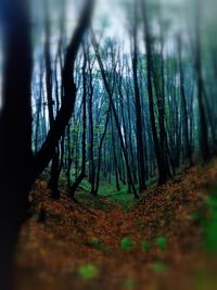 Trees in forest