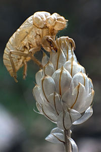 Close-up of wilted flower