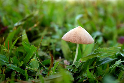 Close-up of mushroom growing on field. little stunning mushroom in green grass nature.