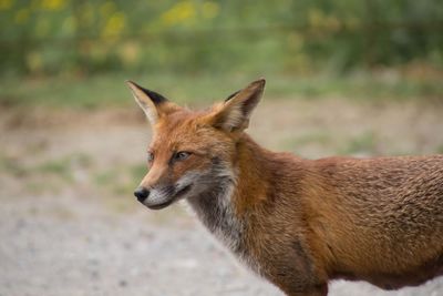 Close-up of fox