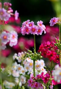 Close-up of pink flower